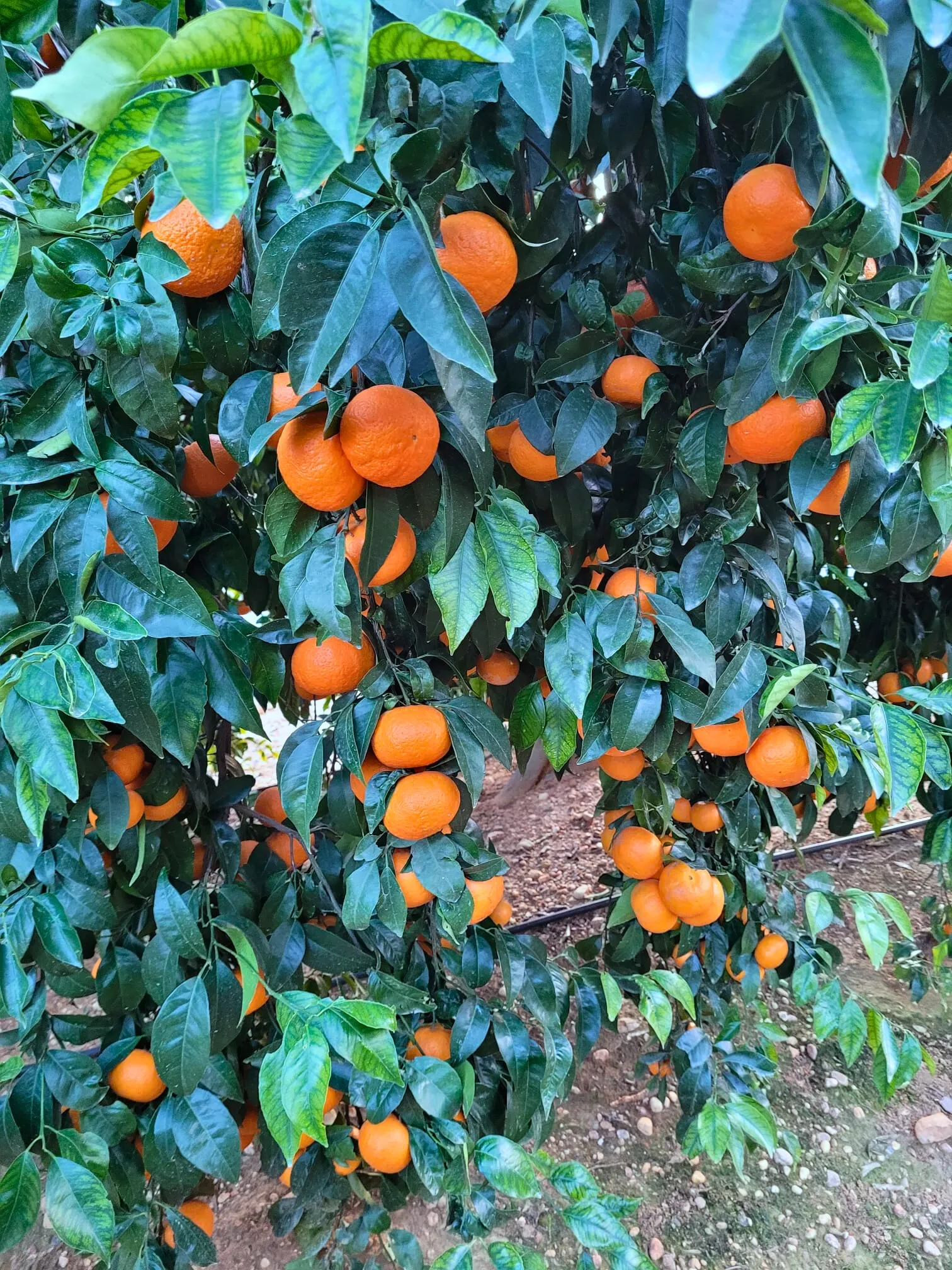 mandarina