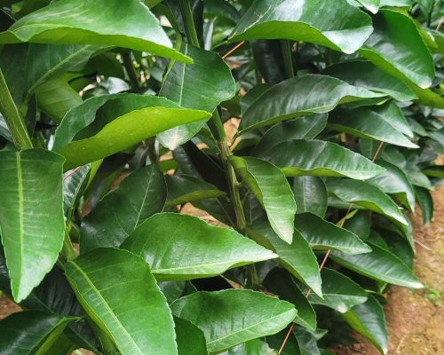 WhatsApp Image 2025-12-15 at 15.07.07 (1)