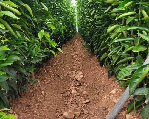 WhatsApp Image 2025-12-15 at 15.07.07 (2)