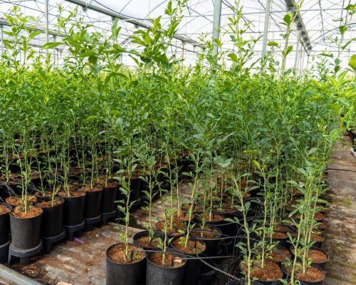 Invernadero de plantación